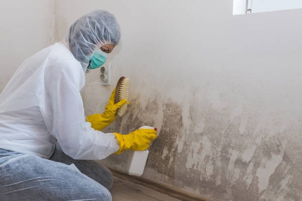 Best Emergency Mold Remediation  in Lanse, MI