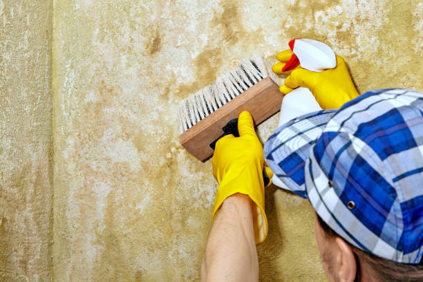 Best Post-Construction Mold Inspection  in Lanse, MI