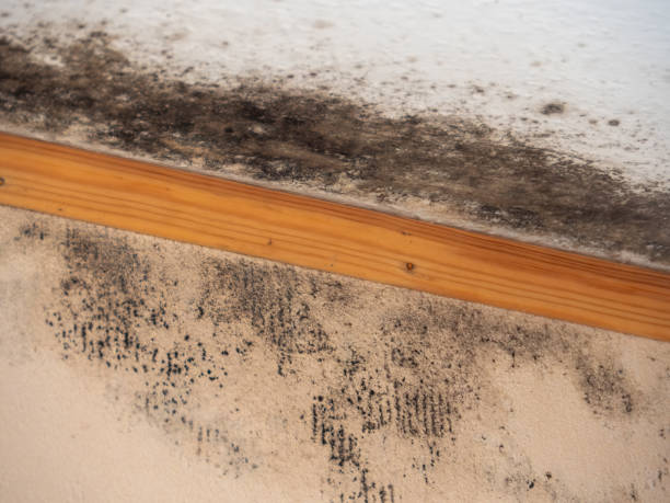 Best Air Quality Testing for Mold Spores  in Lanse, MI
