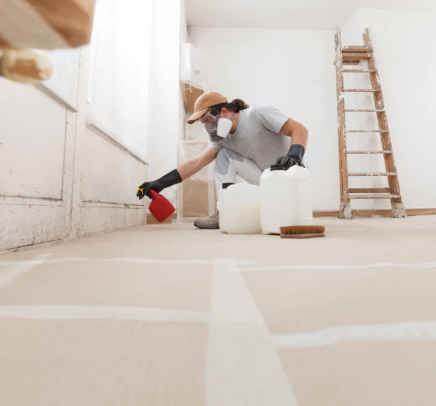 Best Water Damage & Mold Remediation  in Lanse, MI