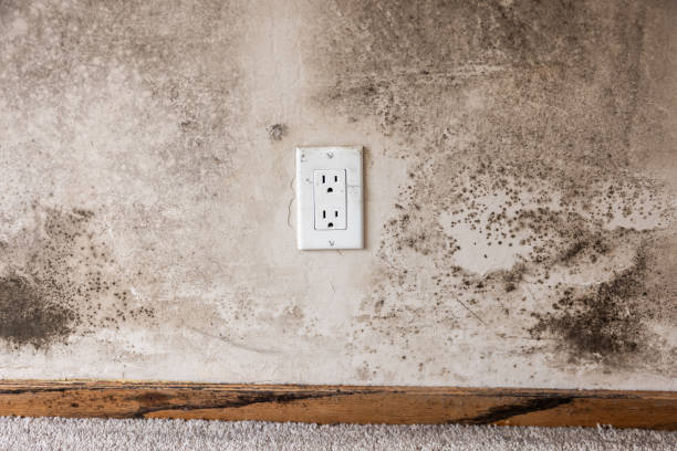 Best Commercial Mold Inspection  in Lanse, MI