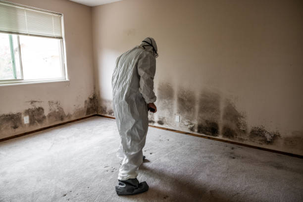 Best Mold Remediation for Vacation Homes  in Lanse, MI
