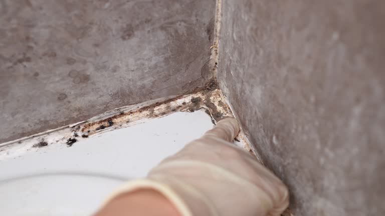 Mold Removal for HVAC Installations in Lanse, MI